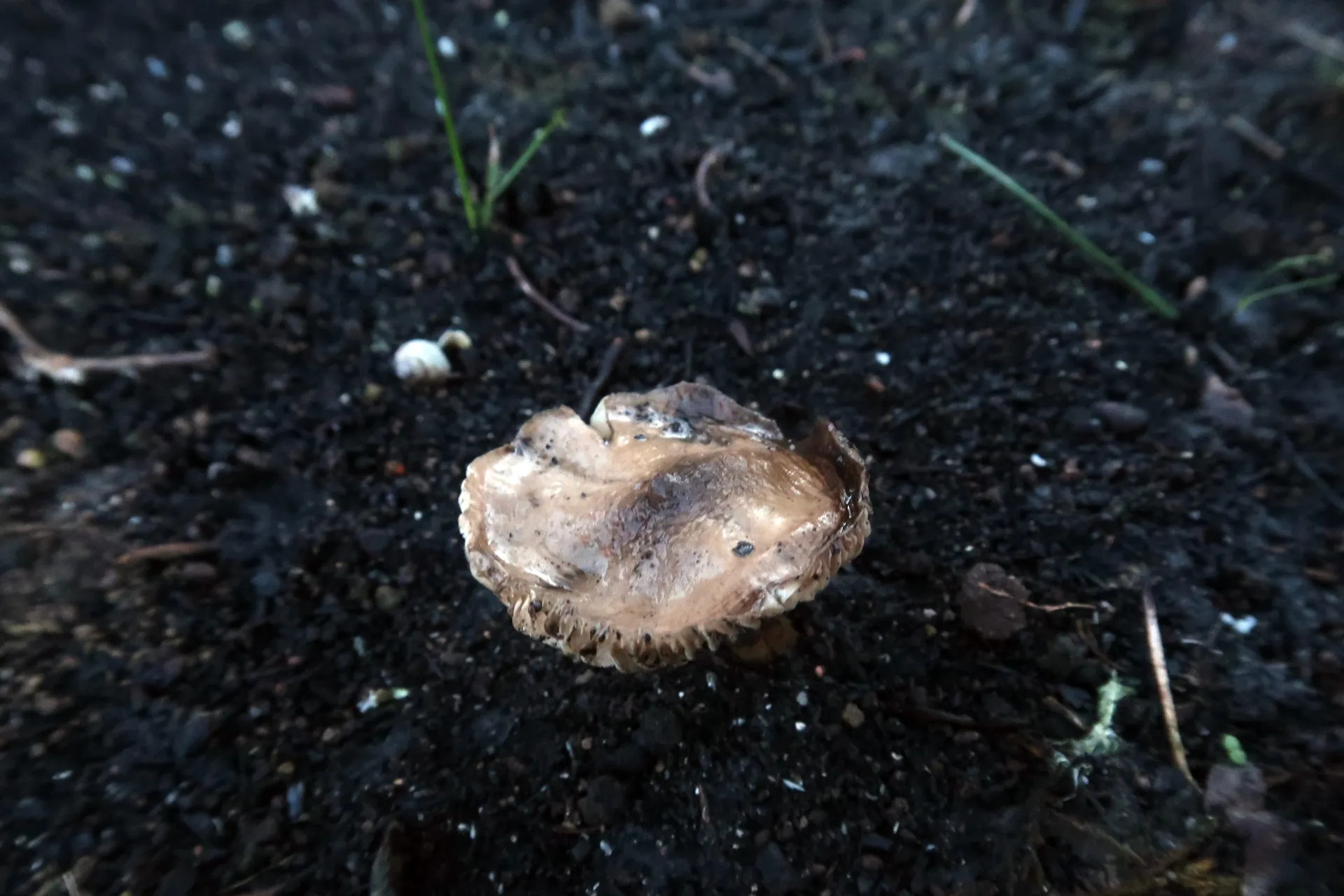 Tephrocybe atrata - 1 - IMG_8574